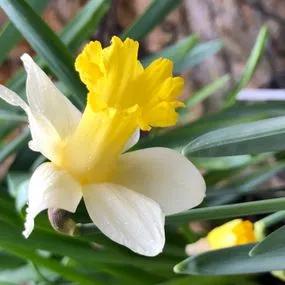 Topolino Daffodil (Narcissus Topolino) Img 3